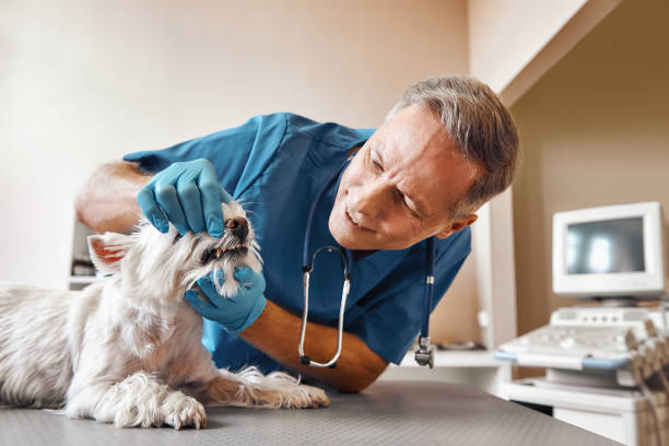 Best Urgent Dental Care  in Anthem, AZ